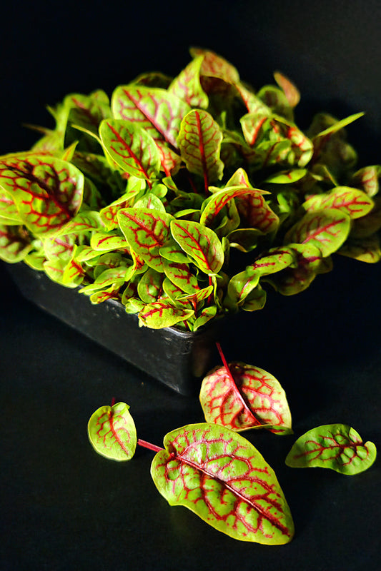 Red Mustard - Microgreen