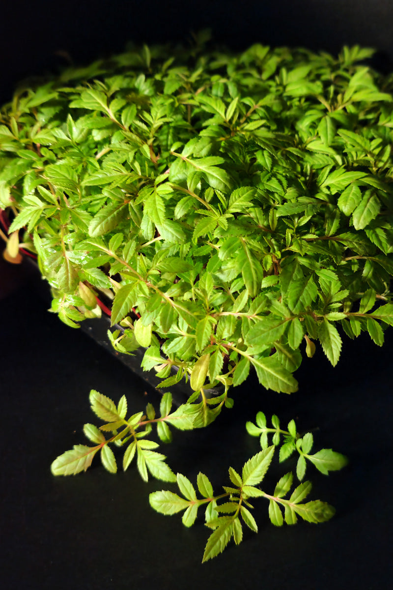 Cilantro - Microgreens